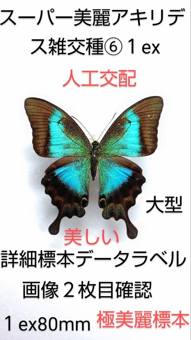 最終価格【交配種】スーパー美麗アキリデス雑交種標本⑥1 ex 80mm人工交配
