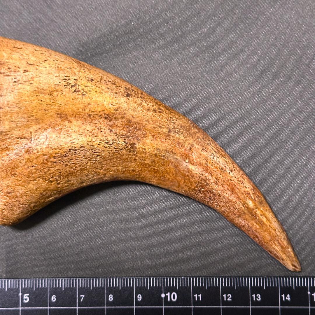 スピノサウルス ハンドクロウ かぎ爪 化石標本 肉食恐竜 獣脚類 1433