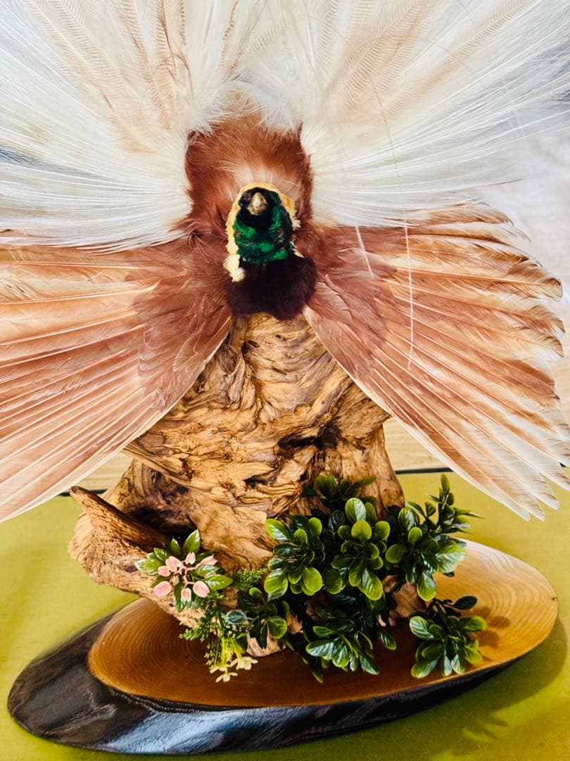 淡*雪様 極楽鳥　アートオブジェ　ガラスケース付き