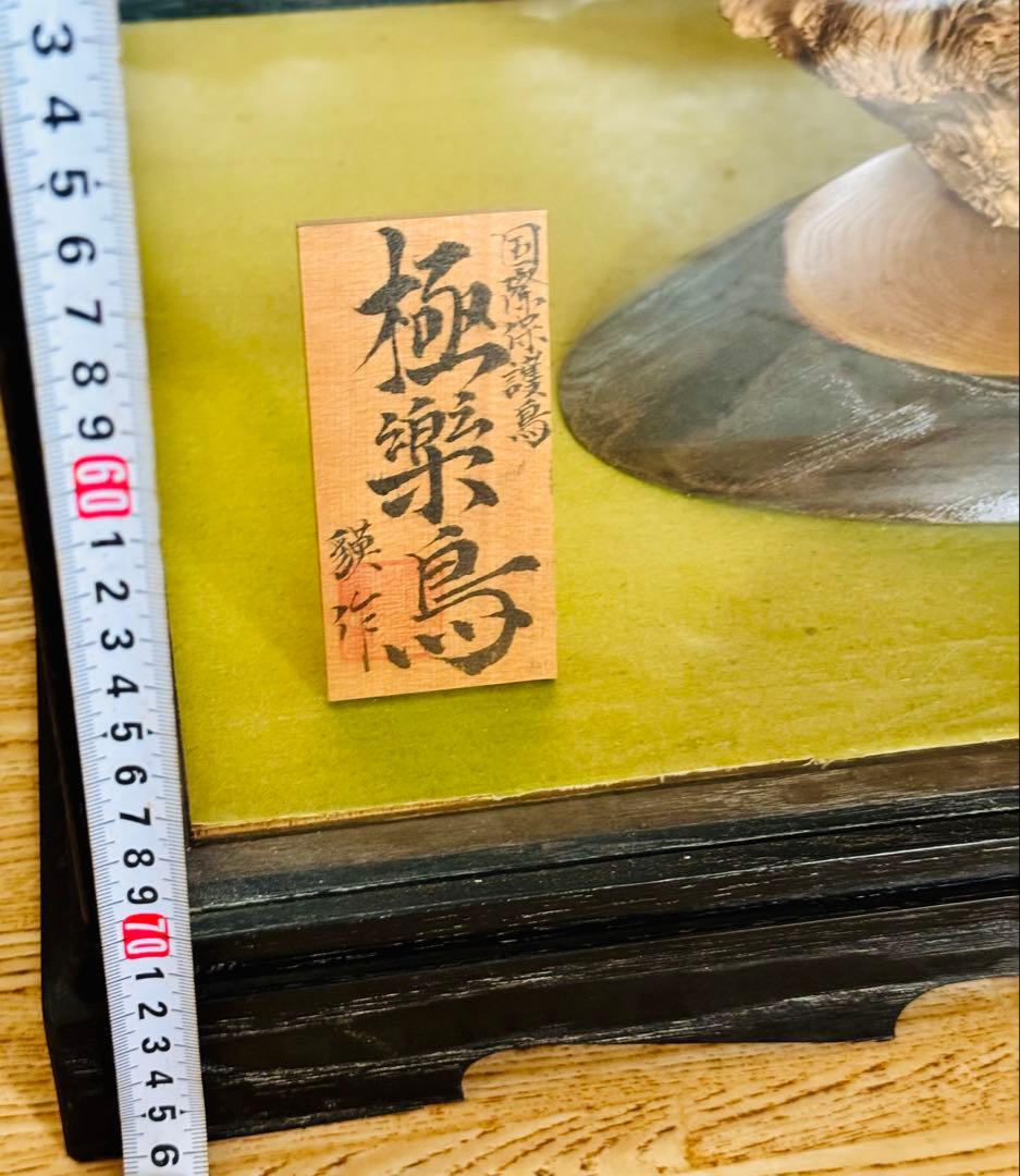 淡*雪様 極楽鳥　アートオブジェ　ガラスケース付き