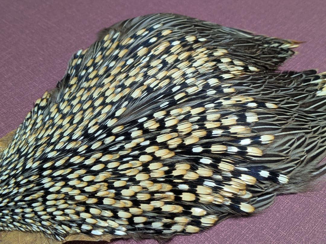 ジャングルコック