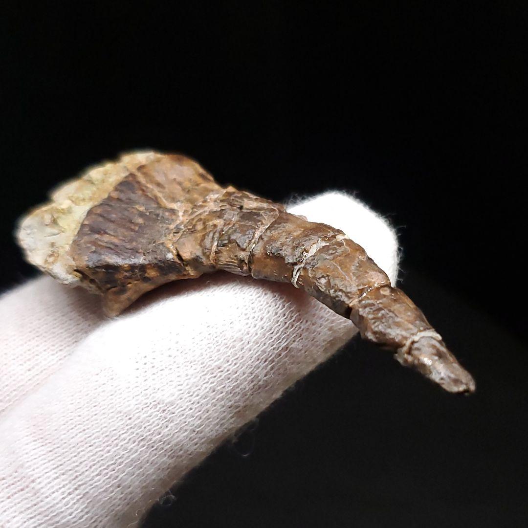 オンコプリスティス 歯 化石 本物 モロッコ産 57.50mm fr103