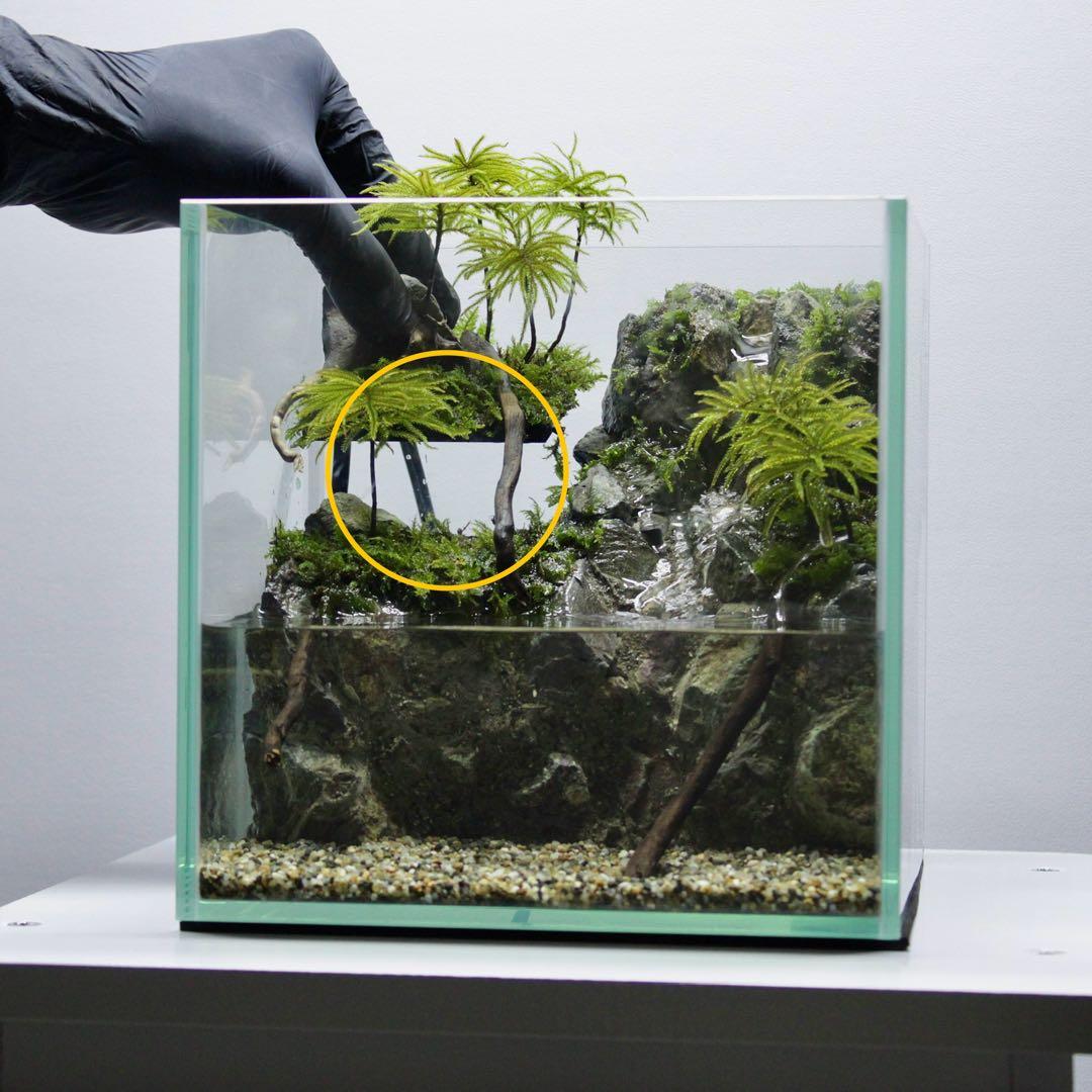 初めてのアクアテラリウム　No.8　パルダリウム　イモリウム　20cm水槽