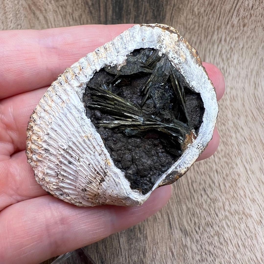 ビビアナイト 貝 鉱物 標本 原石