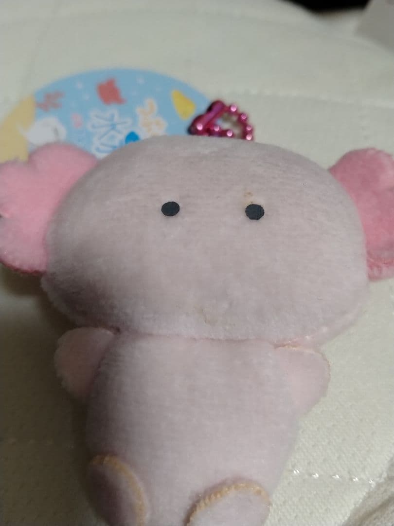 つぶらな瞳の水族館　バラ売り