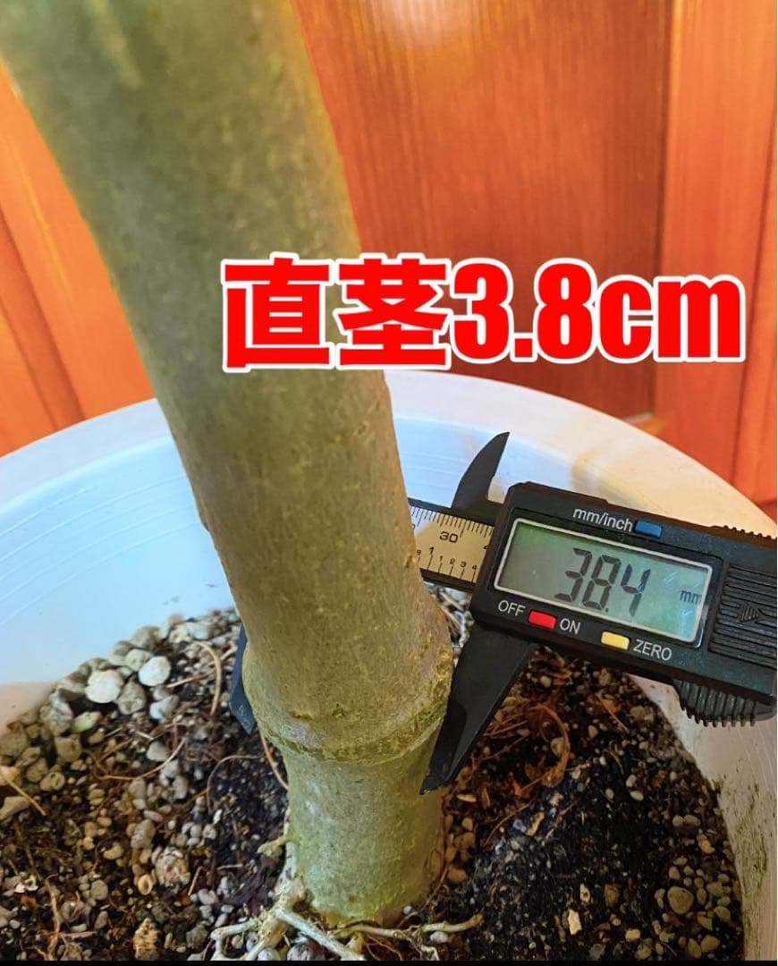 フィカスウンベラータ 8号鉢 高さ155cm