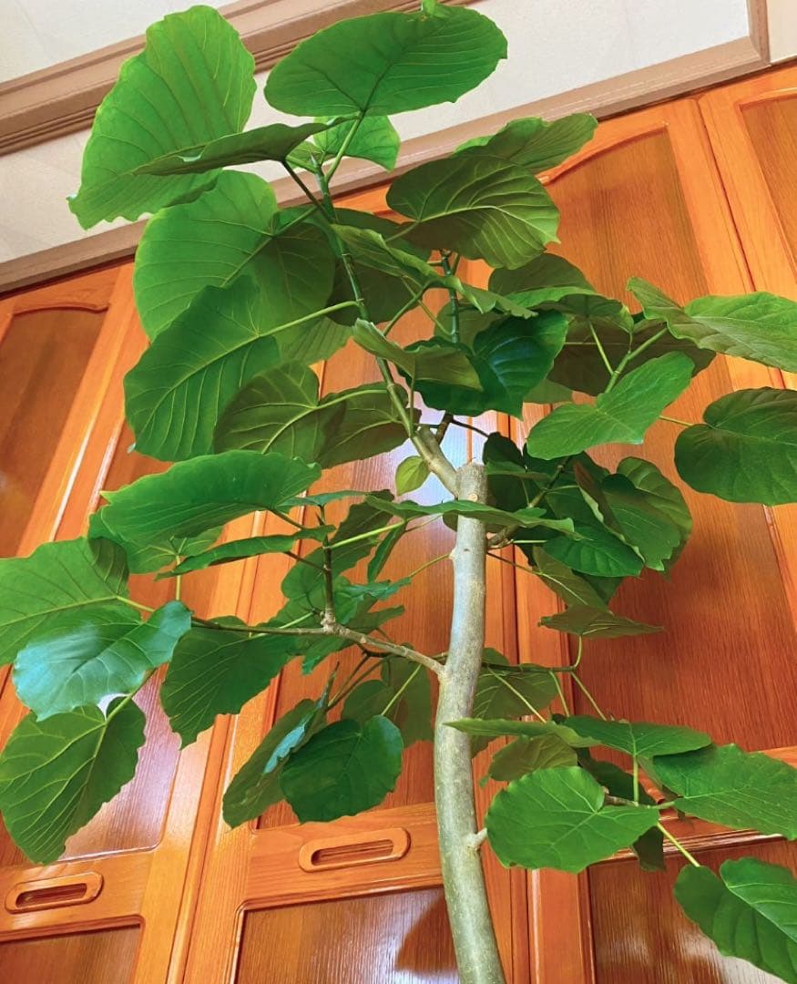 フィカスウンベラータ 8号鉢 高さ155cm