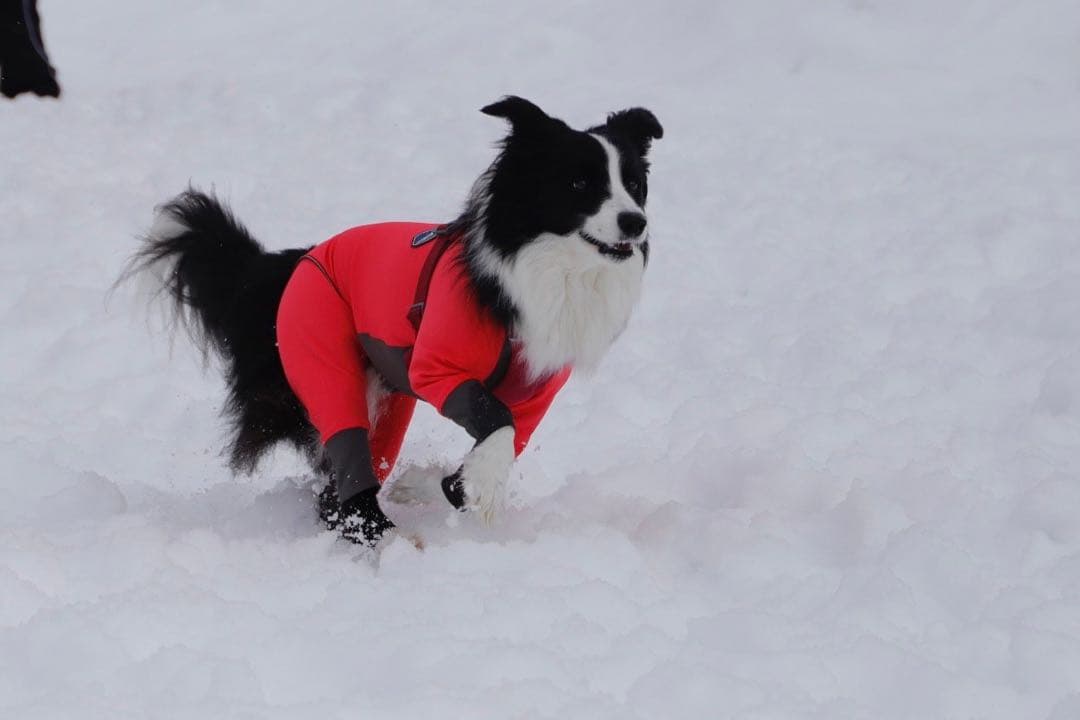 アルファアイコン　ダブルフルドッグガード　3L