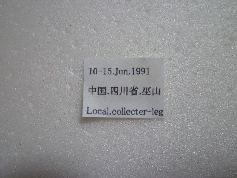 イシズカカブリモドキ♂/C.ishizukai/四川省.巫山産/39.5mm