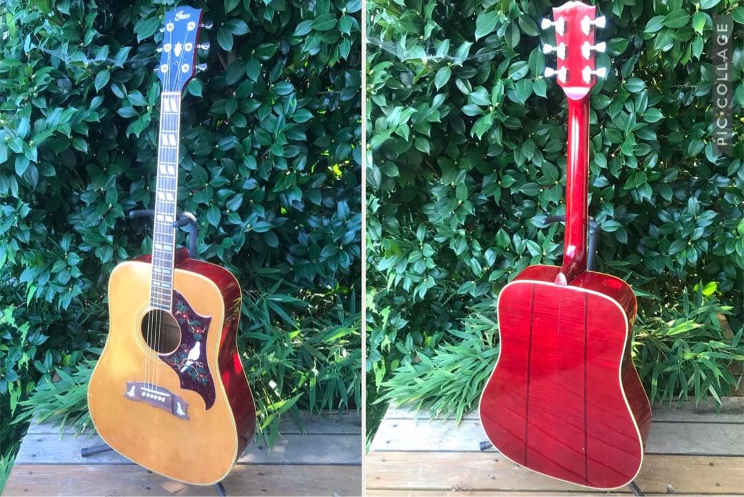 greco 303 DOVE グレコ フジゲン