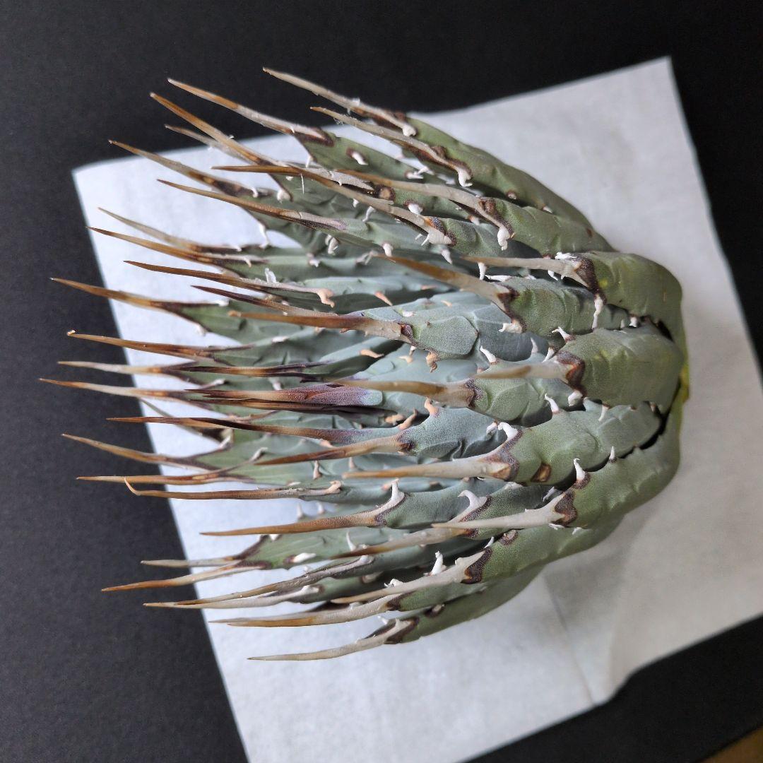 け*ん様 アガベ ユタエンシス エボリスピナ