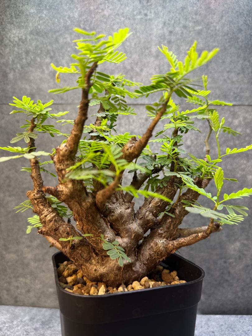 センナ　メリディオナリス　海外実生　発根済み　354