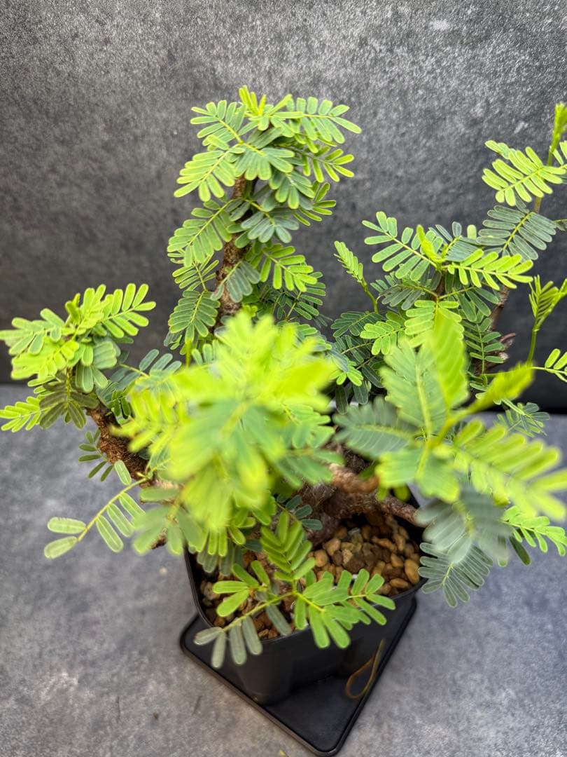 センナ　メリディオナリス　海外実生　発根済み　354