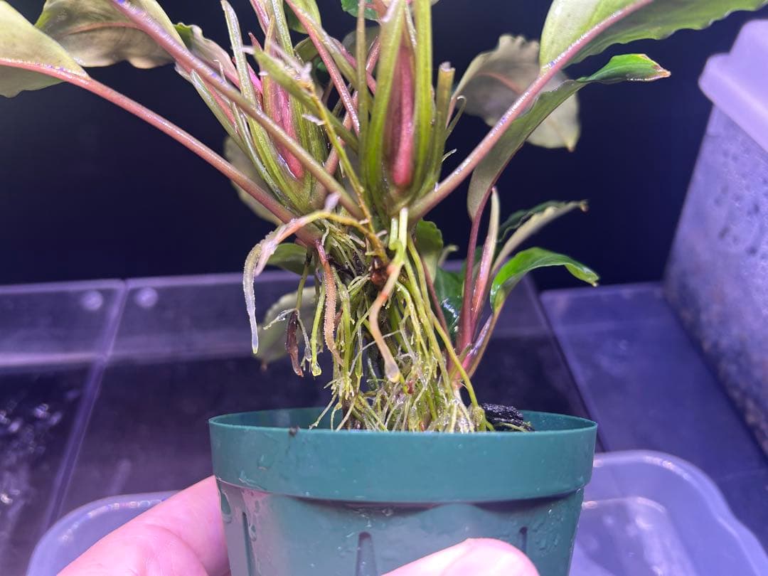 たお品Bucephalandra sp.Pearl gray【TB】