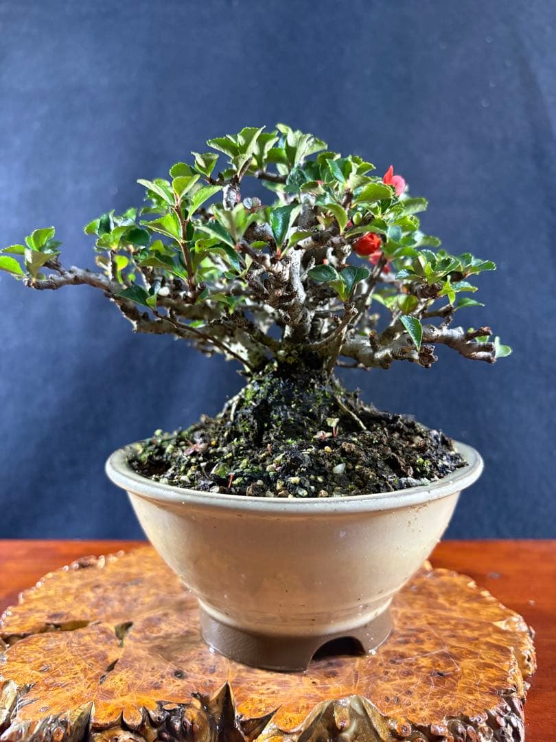 小品盆栽、長寿梅、株立ち作り、花、花芽付き 目立った傷や汚れなし