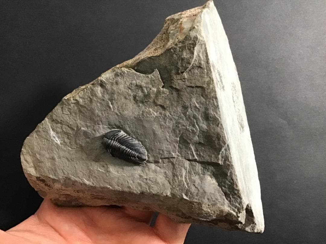 シュードキベレ [TB45] 三葉虫 超希少種 レア