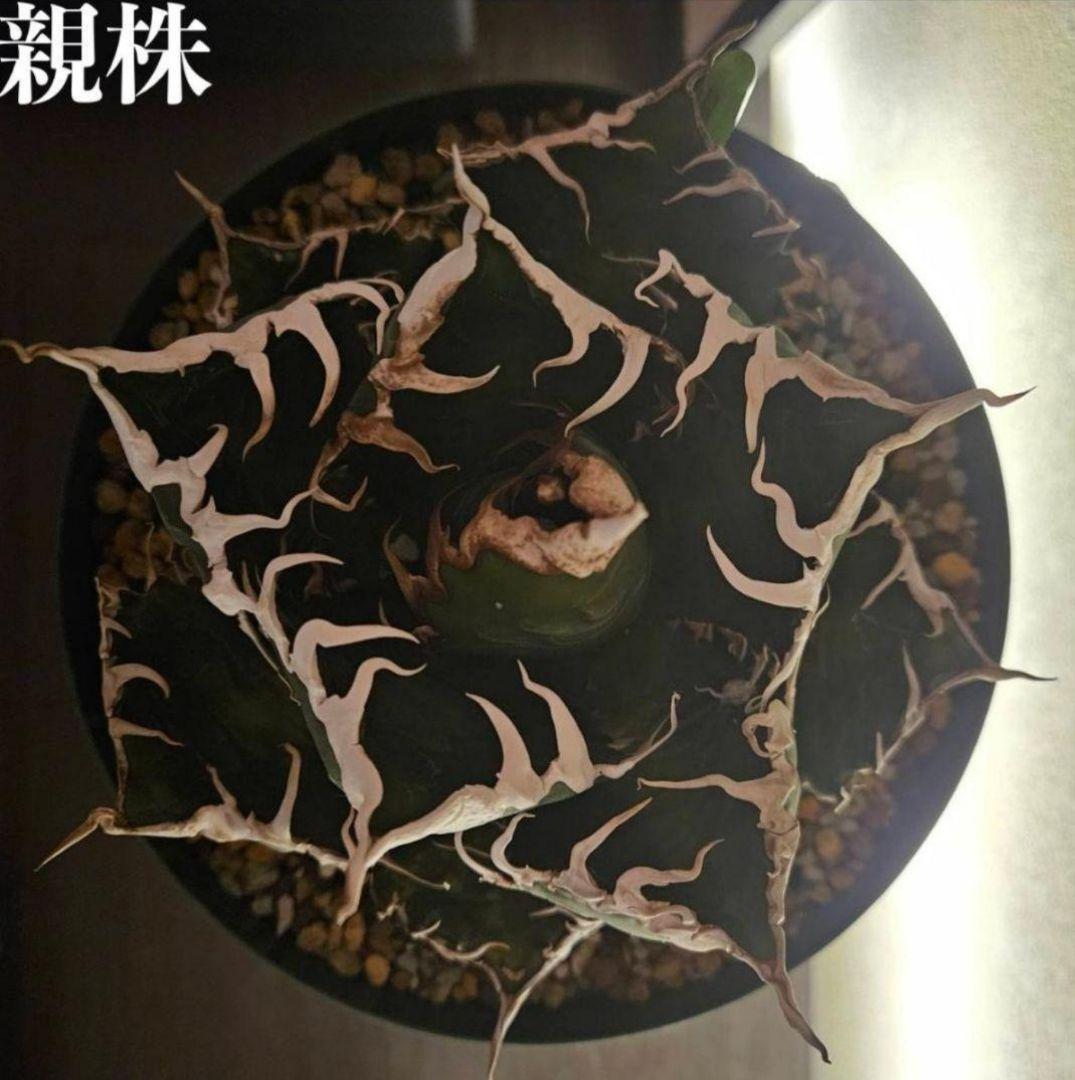 【発根済】アガベ　スーパーチタノタ　バケモノ　悪魔くん