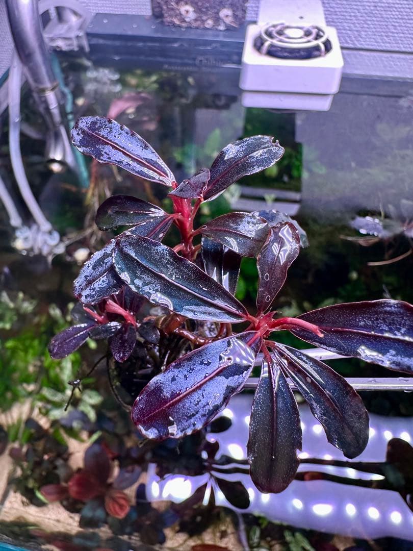 ブセファランドラsp.ネオ2015