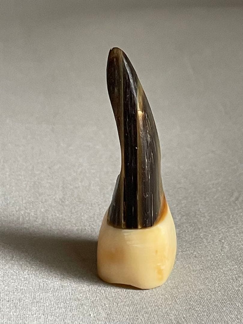三線用　爪　鯨髭＋鯨歯　Aタイプ　最終出品分