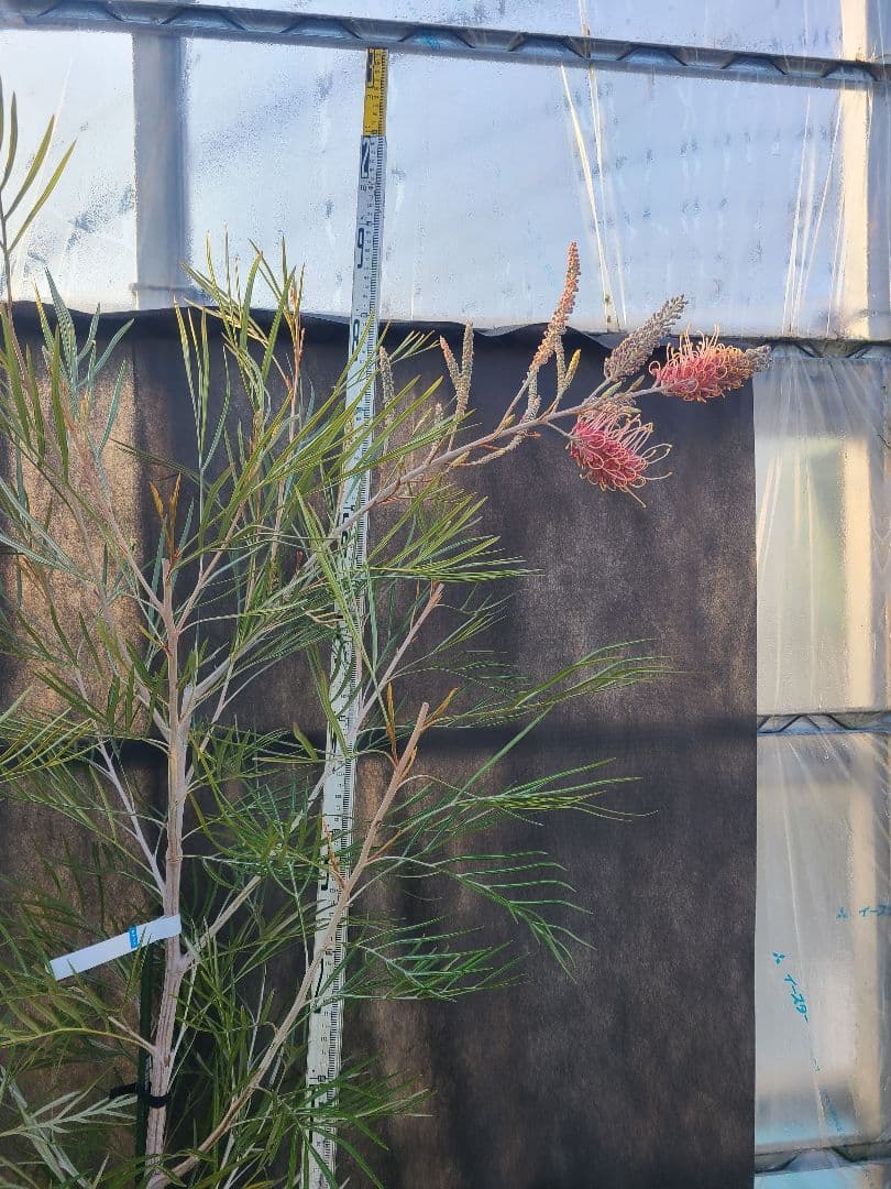 【花芽付き・大株】グレビレア ピンクサプライズ 7号鉢 高さ約200cm 希少