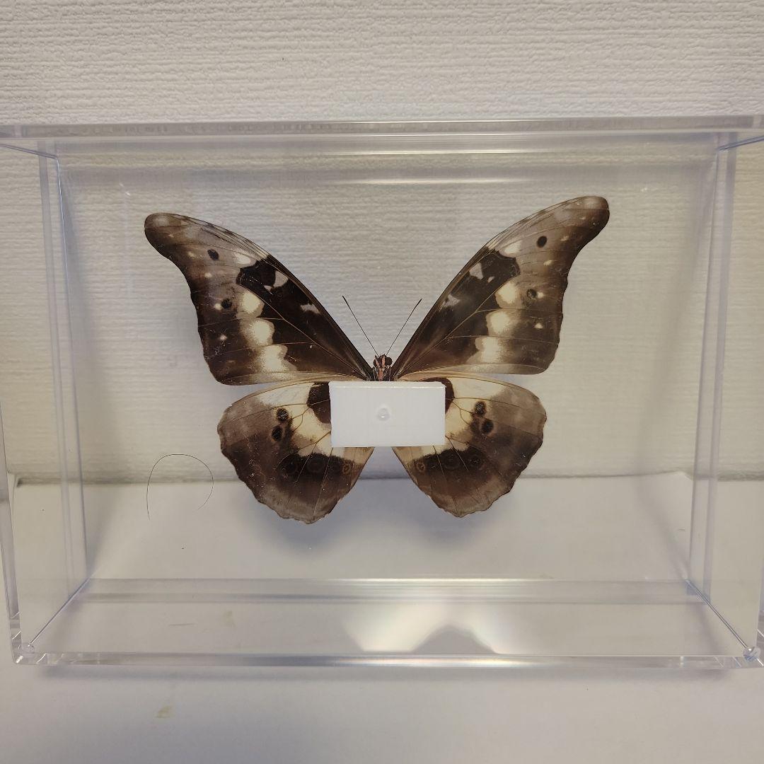 蝶の標本　熱帯の宝石(特珍)