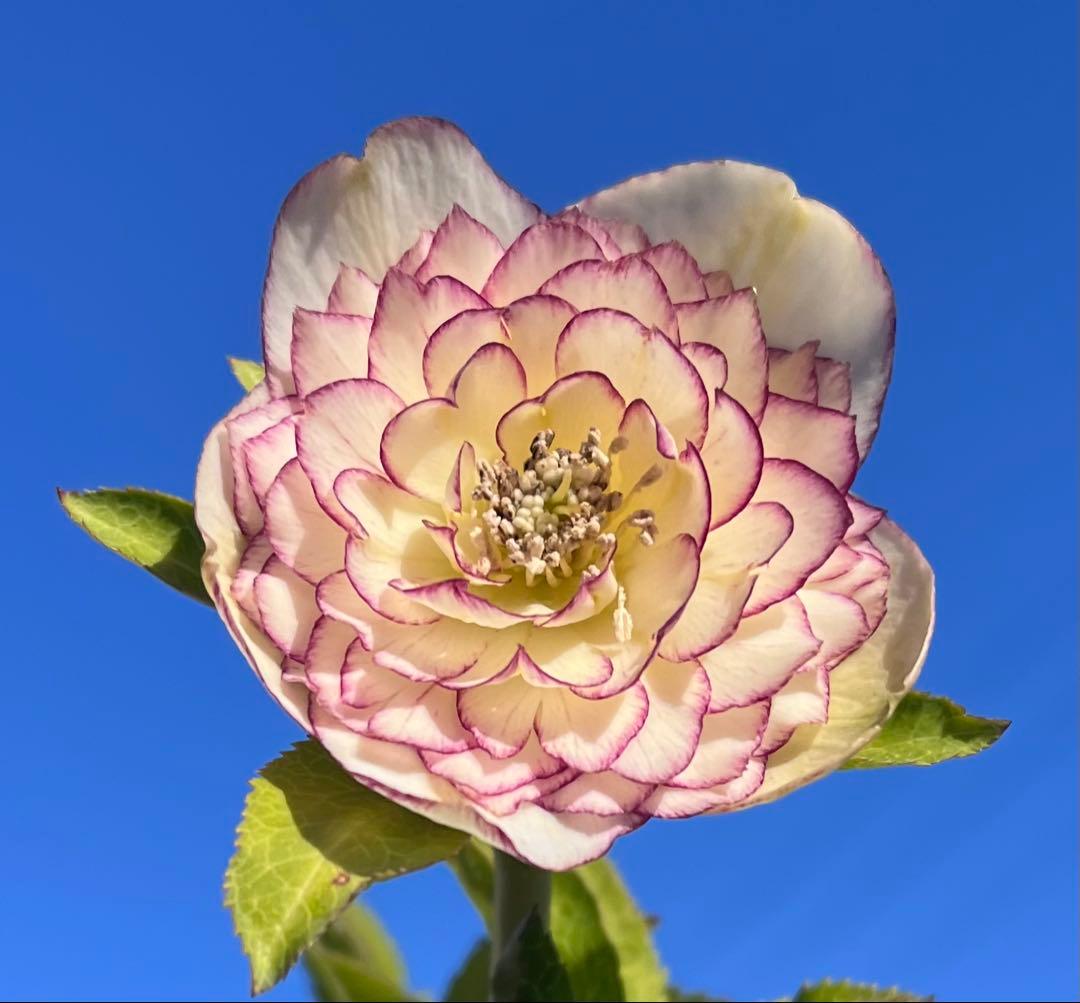 加藤農園クリスマスローズ ホワイトフローディーテ