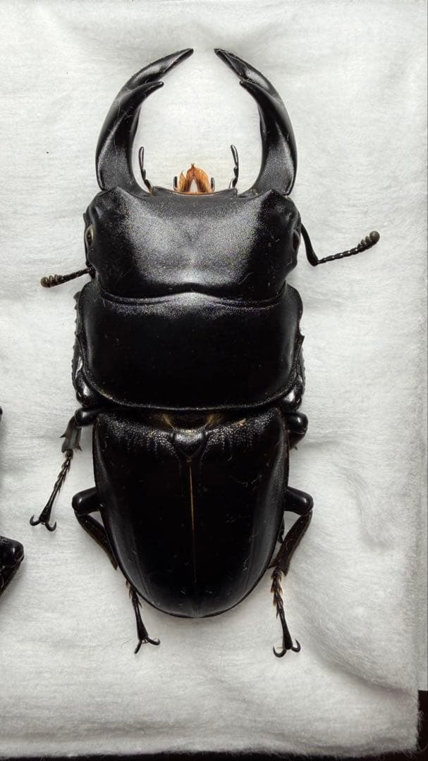 対馬産オオクワガタ♂ワイルド標本