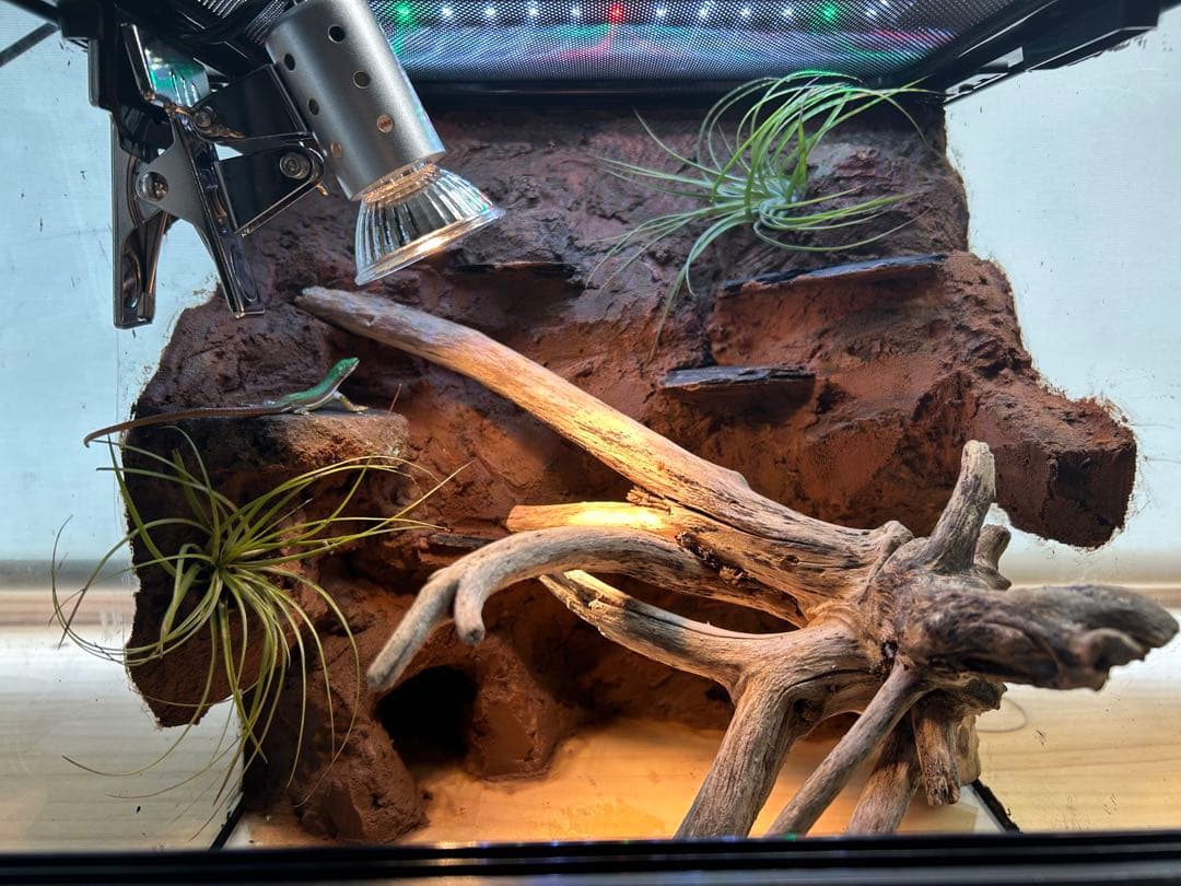 乾燥地帯ビバリウム　爬虫類ケース　ケージ　カナヘビ　トカゲ