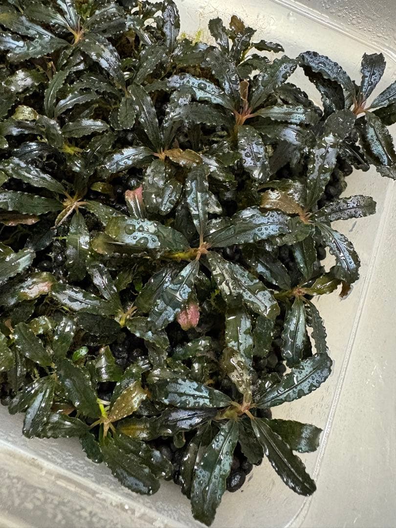 たっちゃん、ブセファランドラ クダガン 大量