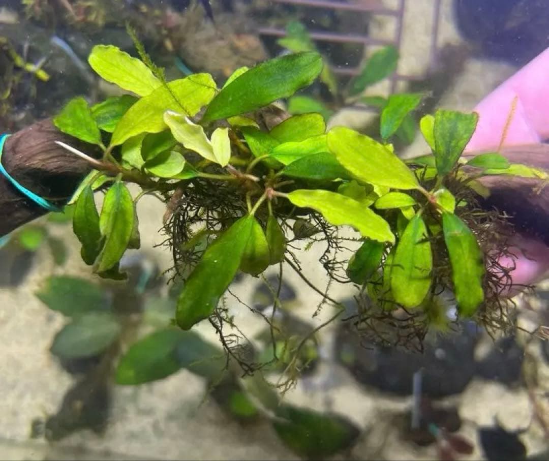 ブセファランドラspSWシンタン群生