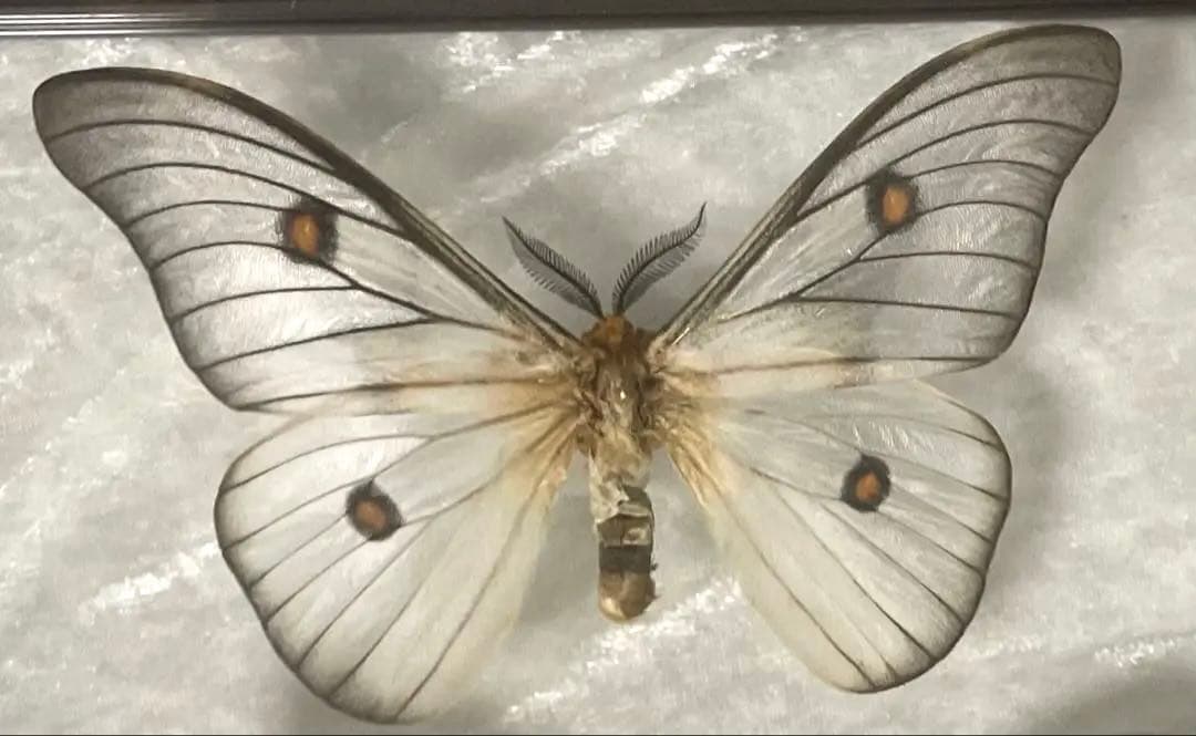 蝶 蛾 標本 アポロヤママユ　③