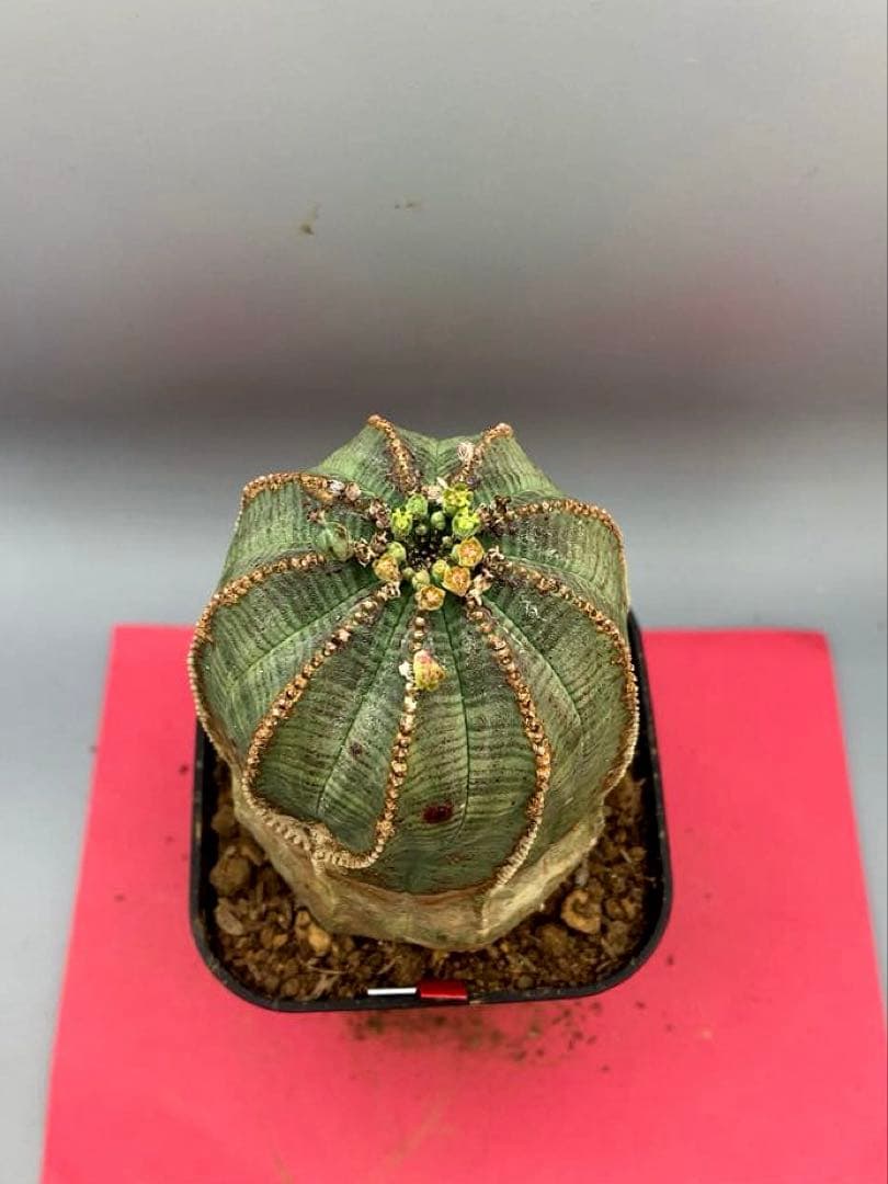 《3号WR》ユーフォルビア　オールド　オベサ　雌株