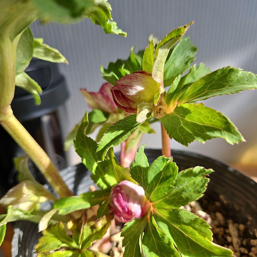 96猫様ご購入苗㉖-221㉖-230㉖-232クリスマスローズ