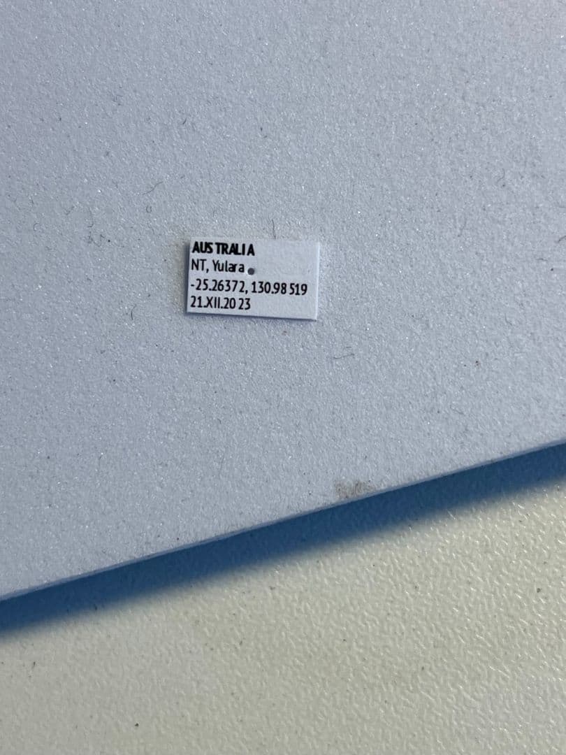 【31mm】パイザラゴミムシ 巨大 昆虫標本 標本 甲虫 オサムシ ハンミョウ