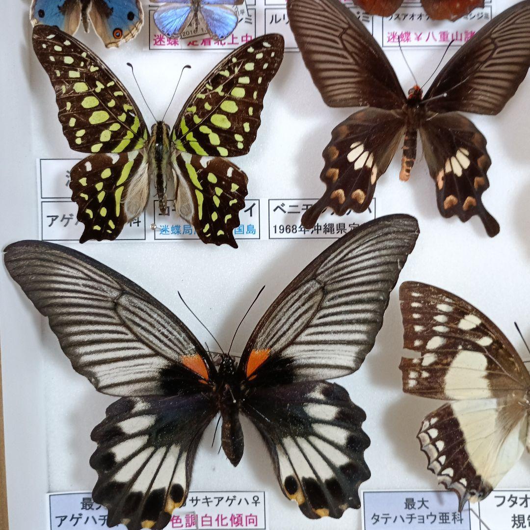 ３/17まで掲載：日本の稀少蝶 地域特産種・局地発生（亜）種