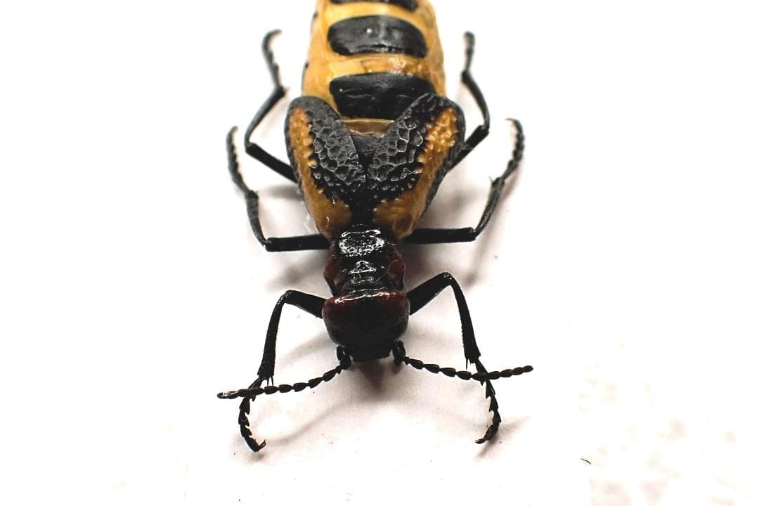 激珍種！チリの毒々し過ぎるツチハンミョウ！！