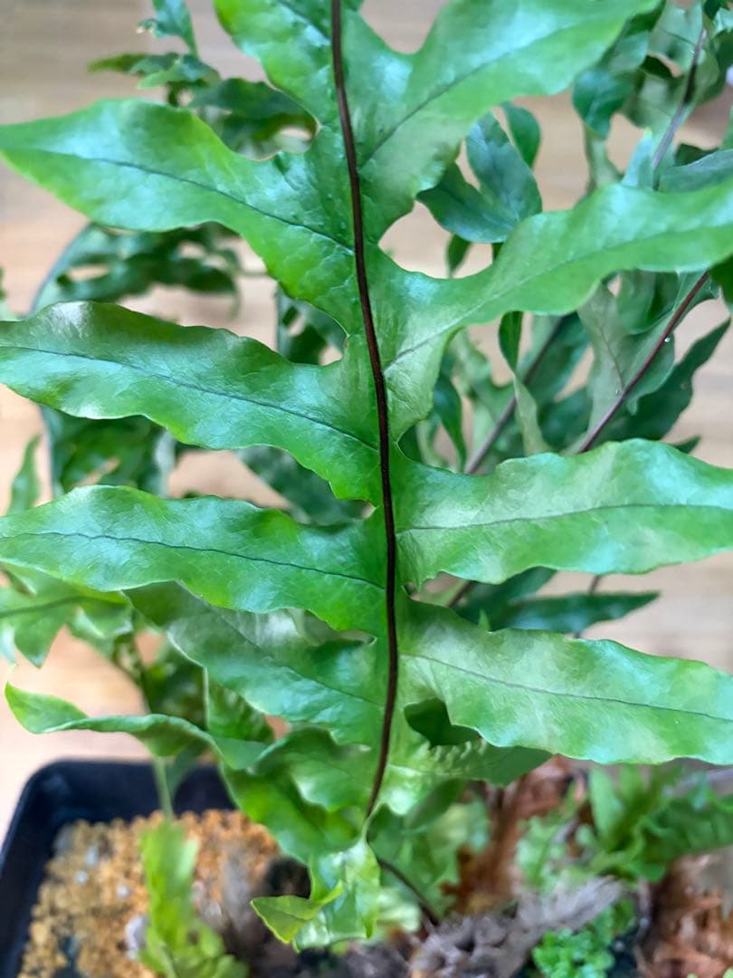 ★リアル　シダを２種