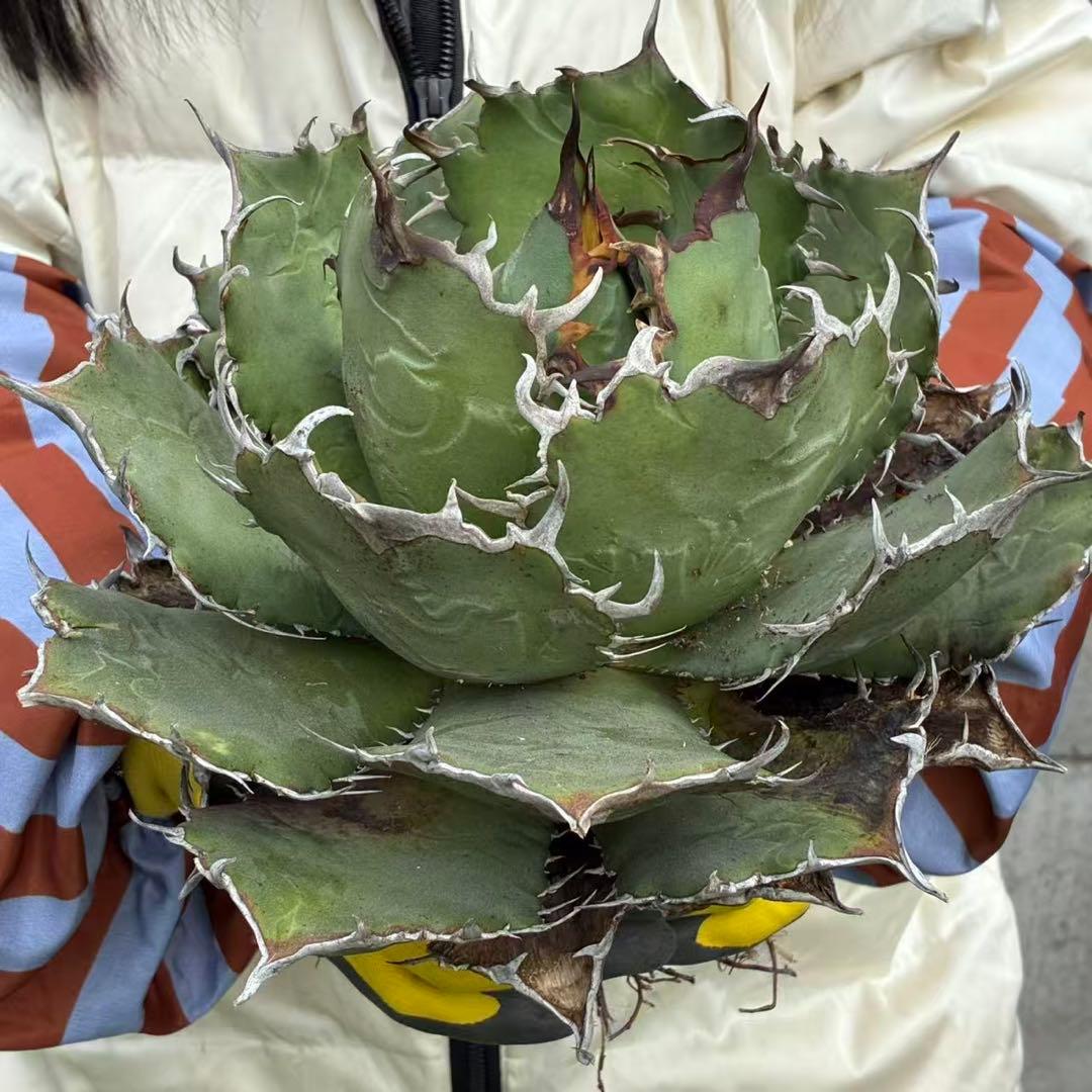 明*細様 アガベ チタノタ 超大株白鯨 親株出品 コレクション株 超甲蓋 特選品