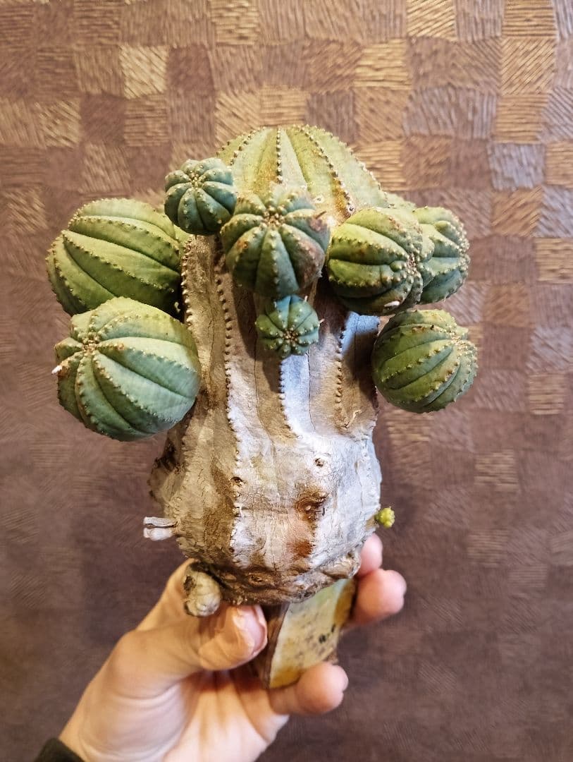 特選 特大 木質化 ユーフォルビア オールド オベサ 斑入り 子株付き