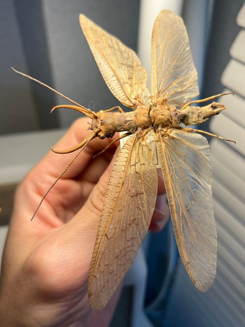 【年代物】オオアゴヘビトンボ 産 奇蟲 タランチュラ ムカデ 標本 昆虫標本蜻蛉