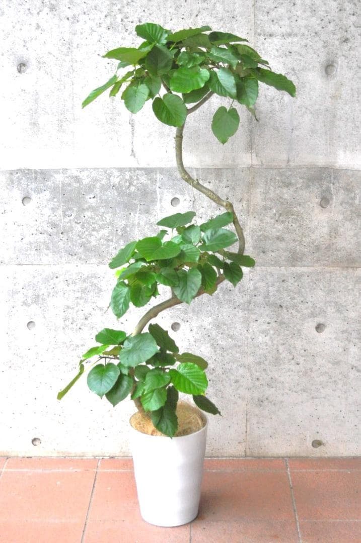 フィカス・ウンベラータ 8号 141cm S-shaped tree form