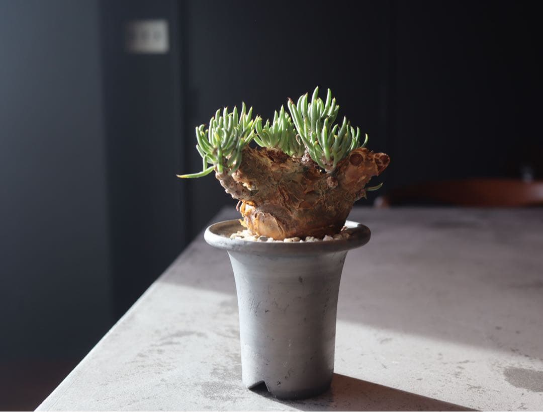 チレコドン　ペアルソニー　現地株　発根済み