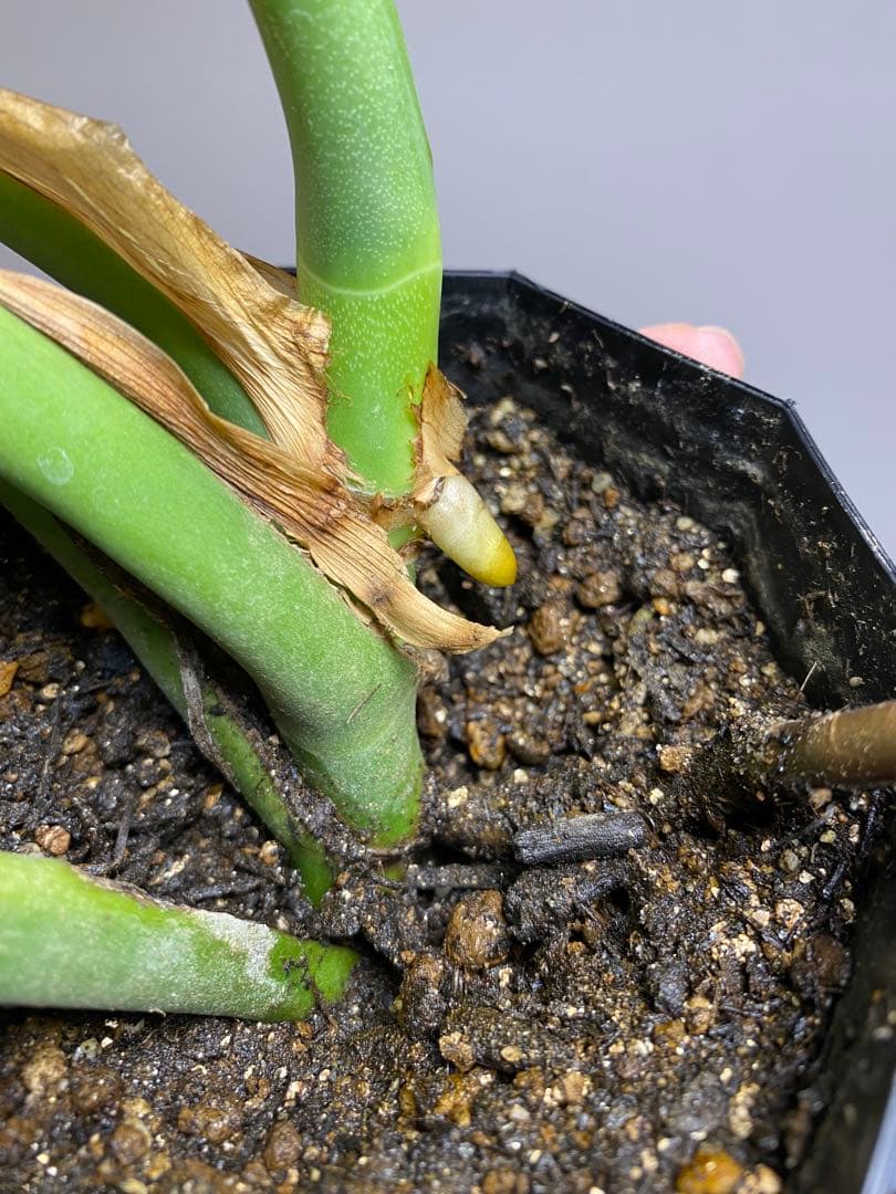 A*I様 【棚整理セール‼️】モンステラ　バールマルクス　希少　レア　人気‼️