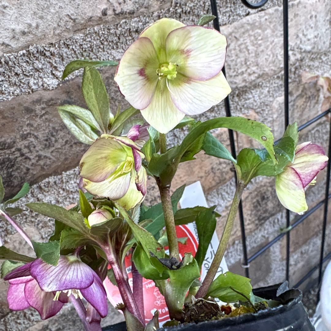 クリスマスローズ・プチドール