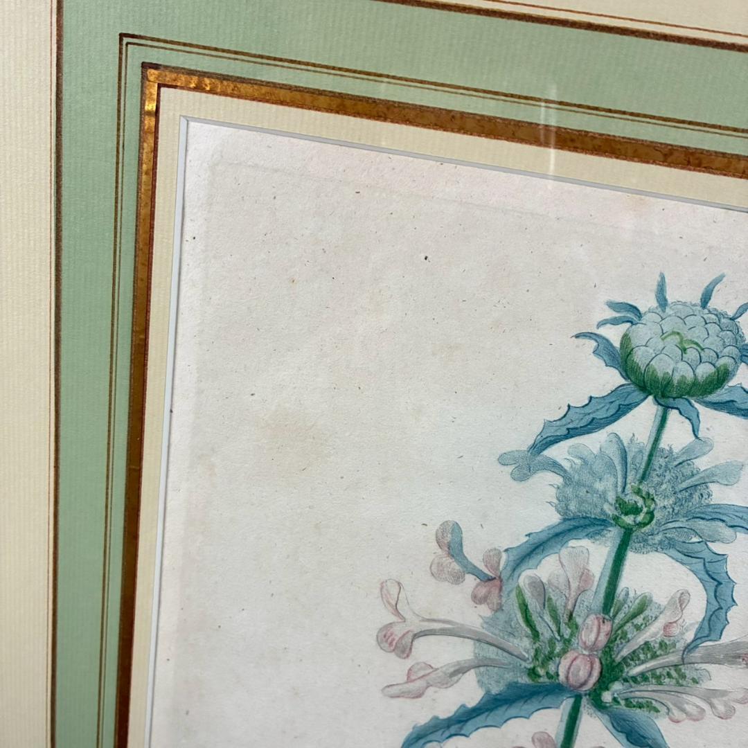 ヨハン・ヴァインマン「アザミ」銅版画+手彩色 作品保証書有 薬用植物図譜 ドイツ