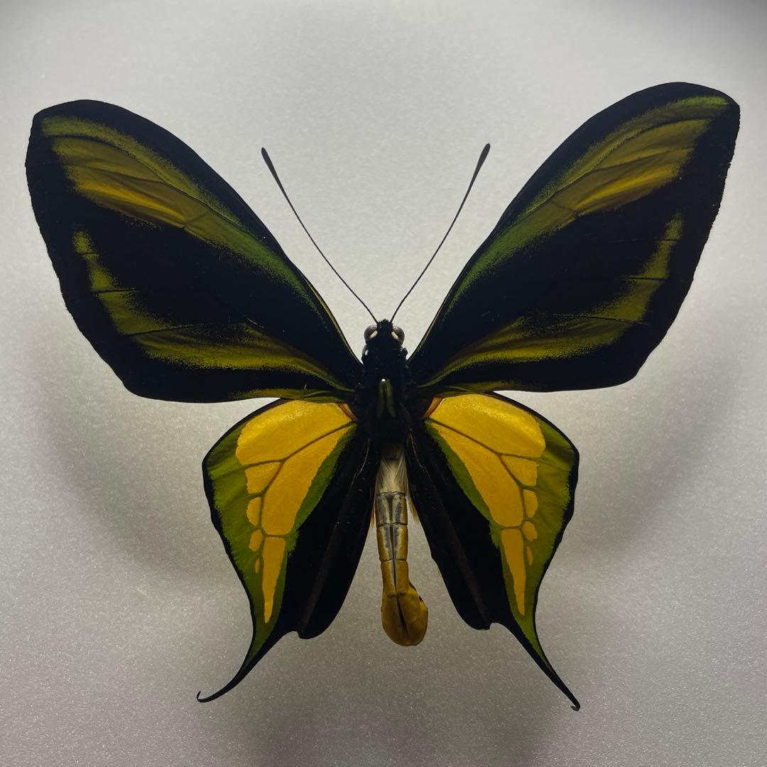 ゴクラクトリバネアゲハ♂標本