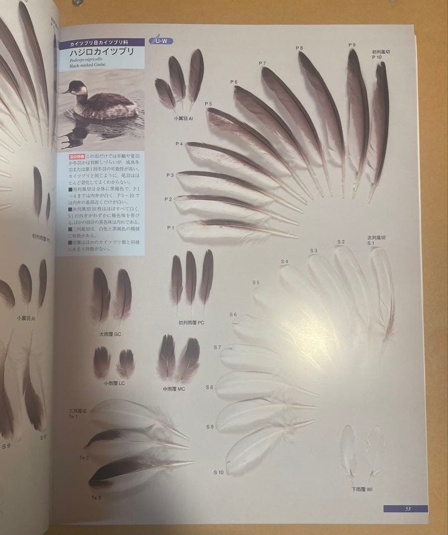 原寸大写真図鑑 羽 増補改訂版