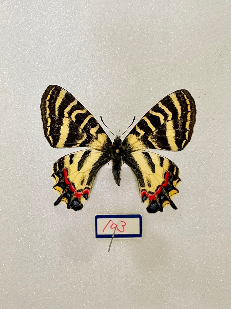 【飼育品】シナギフチョウ（1メス、四川省）