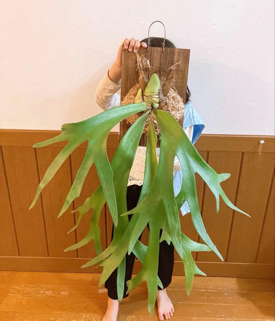 外ハネ　大株ビカクシダ　ウィリンキーwild\