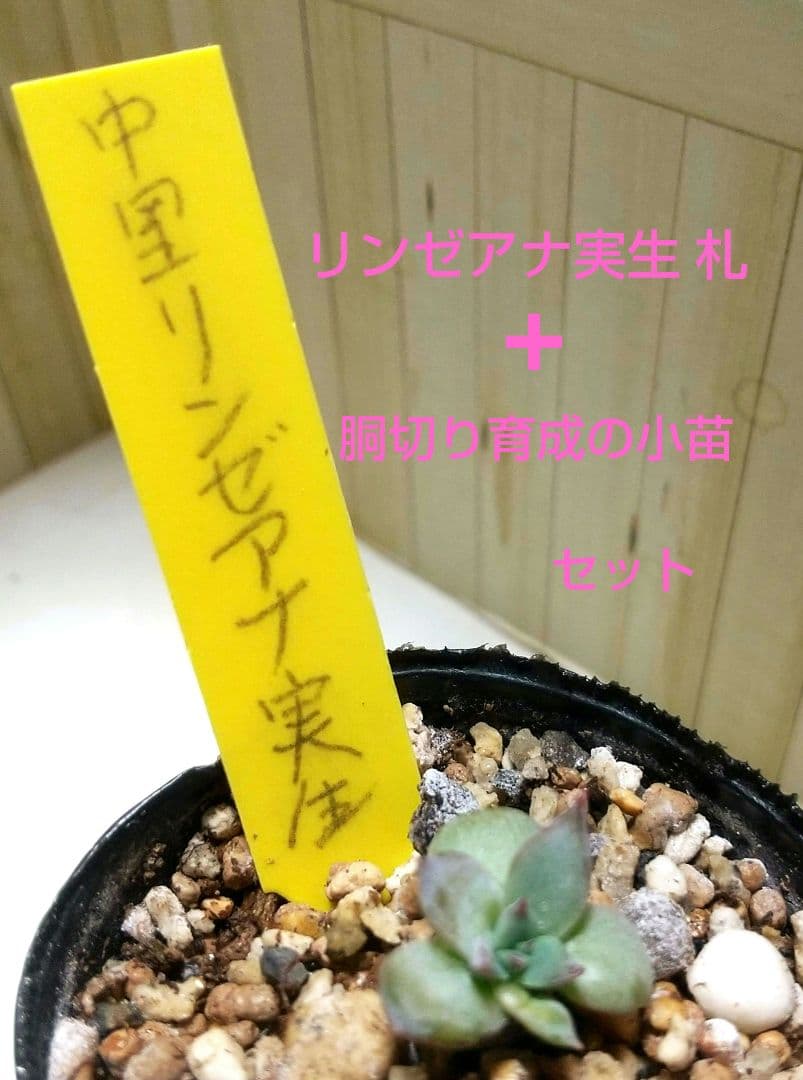 中里リンゼアナ実生 札 + 胴切り育成の小苗 セット らくらくメルカリ便発送